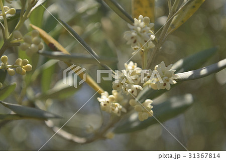 オリーブの花 31367814
