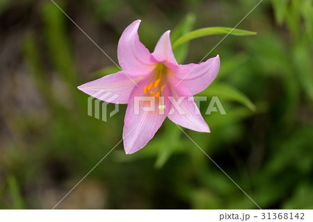 ヒメサユリ 31368142