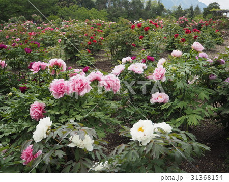ぼたん園 31368154