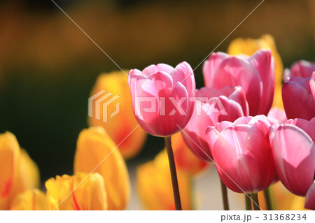 ちゅーりっぷ2009 31368234