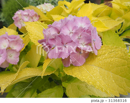 黄金葉紫陽花 オウゴンバアジサイの写真素材 [31368316] - PIXTA