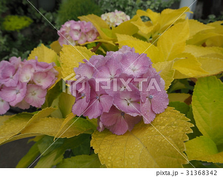 黄金葉紫陽花　オウゴンバアジサイ 31368342