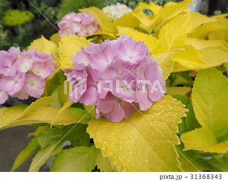 黄金葉紫陽花 オウゴンバアジサイの写真素材 [31368343] - PIXTA