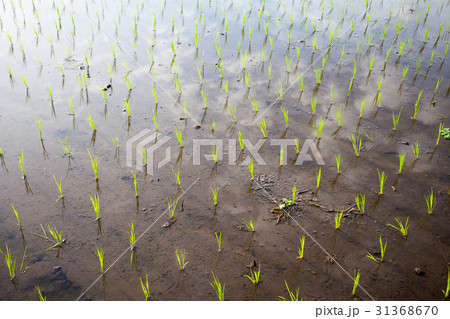 The young shoots of rice in a field 31368670