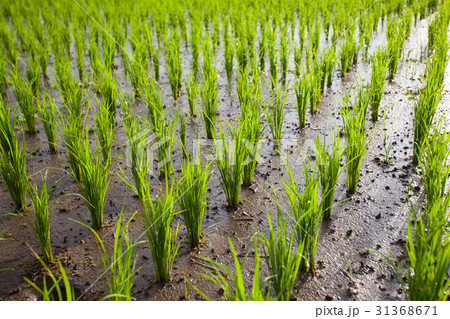 The young shoots of rice in a field 31368671