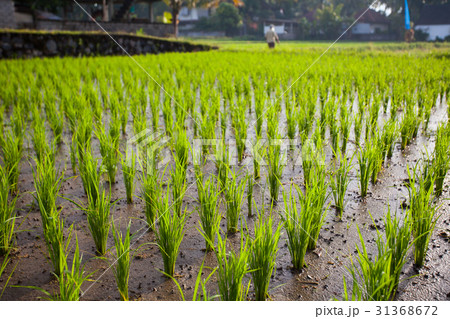 The young shoots of rice in a field 31368672