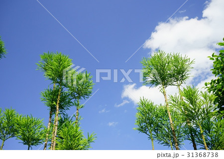 青空に伸びる台杉1 青空に伸びる台杉1 31368738