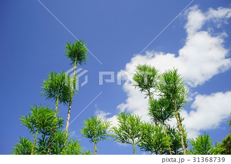 青空に伸びる台杉２ 31368739