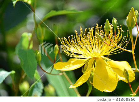 ビヨウヤナギ（未央柳） 31368860