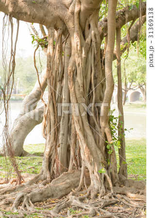 Tree in garden Tree in garden 31369138