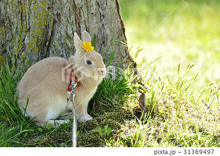 うさぎ 31369497