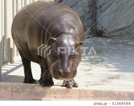 カバ カバ 31369568