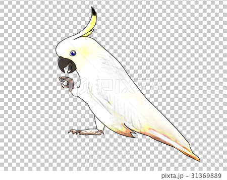 鸚鵡 31369889