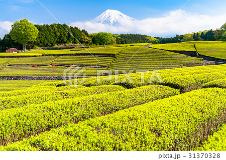 《静岡県》富士山と大淵笹場の茶畑 《静岡県》富士山と大淵笹場の茶畑 31370328
