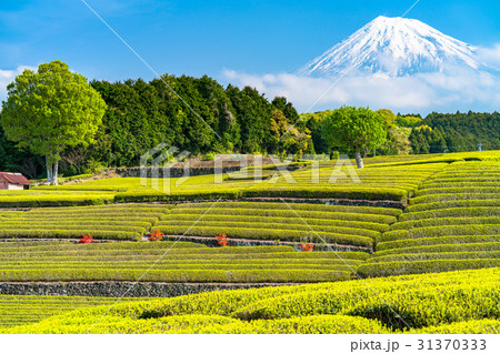 《静岡県》富士山と大淵笹場の茶畑 31370333