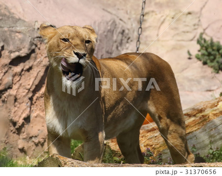 ライオン 31370656