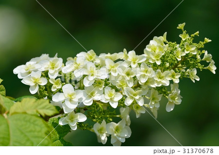 紫陽花(カシワバアジサイ) 紫陽花(カシワバアジサイ) 31370678