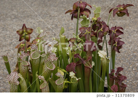 サラセニア　食虫植物 31370809