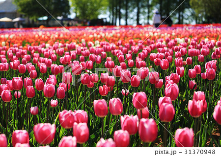 ちゅーりっぷ1900 31370948