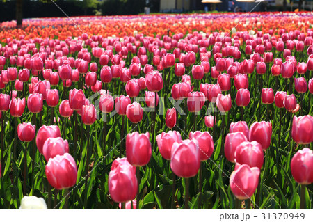 ちゅーりっぷ1902 31370949