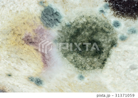 Macro picture of Mold color on the bread. Macro picture of Mold color on the bread. 31371059