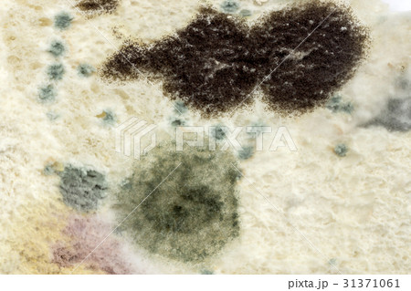 Macro picture of Mold on the bread. Macro picture of Mold on the bread. 31371061
