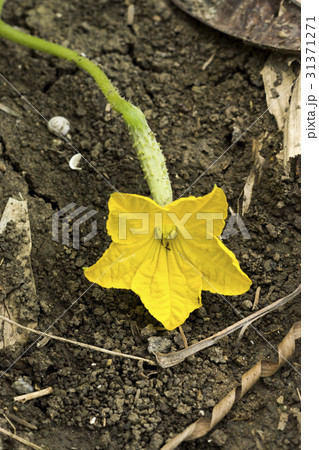 Flower of cucumber on tree in the garden Flower of cucumber on tree in the garden 31371271