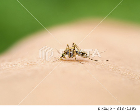 Close-up of a mosquito sucking blood. Close-up of a mosquito sucking blood. 31371395