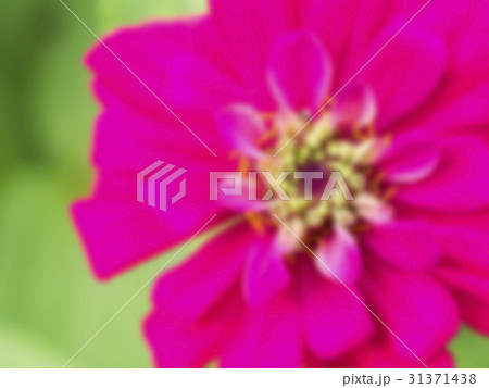 Blur image of Zinnia flower. 31371438