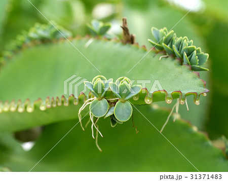 Close up of Kalanchoe pinnata plant Close up of Kalanchoe pinnata plant 31371483