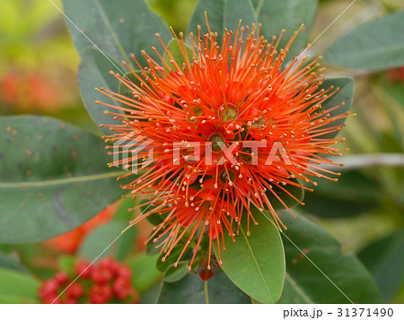 Red golden penda flower (Xanthostemon chrysanthus) Red golden penda flower (Xanthostemon chrysanthus) 31371490