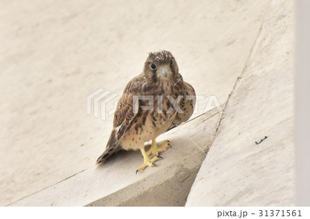 【野鳥】巣立ち直後のチョウゲンボウ幼鳥 31371561