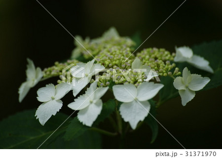 ヤマアジサイ 31371970