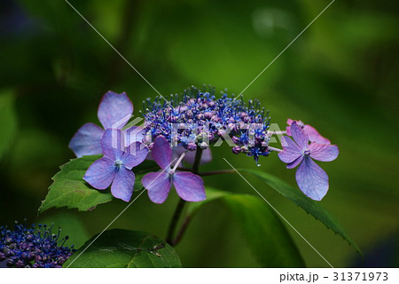 ヤマアジサイ 31371973