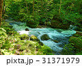 奥入瀬渓流 31371979