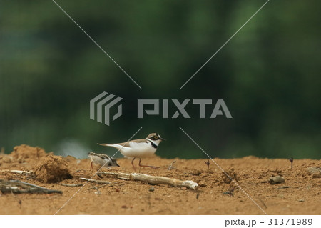 生き物 鳥類 コチドリ、郊外の造成地で子育て中。抱卵は雄雌共同で行います。雄親を追いかける雛 生き物 鳥類 コチドリ、郊外の造成地で子育て中。抱卵は雄雌共同で行います。雄親を追いかける雛 31371989