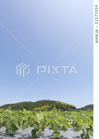 枝豆の畑 枝豆の畑 31372034