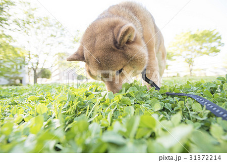 匂いを嗅ぐ柴犬の写真素材