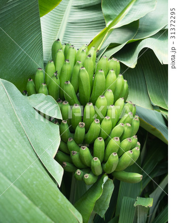 バナナの木 31372295