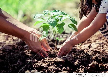 Asian little girl helping his father to plant 31372332