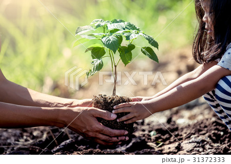 Asian little girl helping his father to plant Asian little girl helping his father to plant 31372333