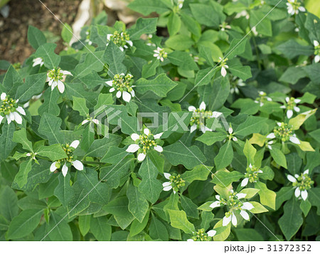 ショウジョウソウ ショウジョウソウ 31372352