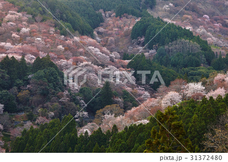 吉野山の桜、一目千本 31372480