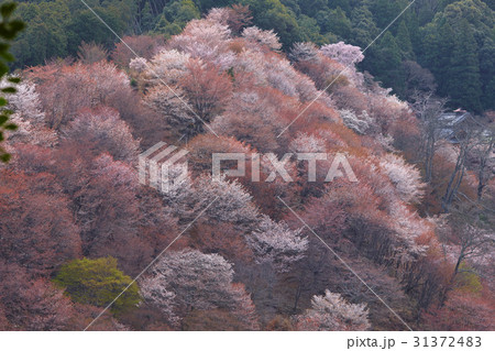 吉野山の桜、一目千本 31372483
