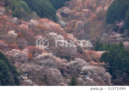 吉野山の桜、一目千本 31372484
