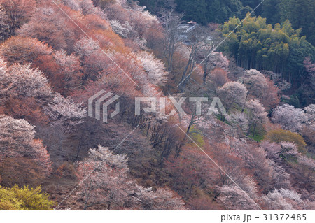吉野山の桜、一目千本 31372485