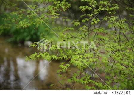 新緑 新緑 31372501