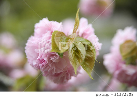八重桜のアップ 八重桜のアップ 31372508