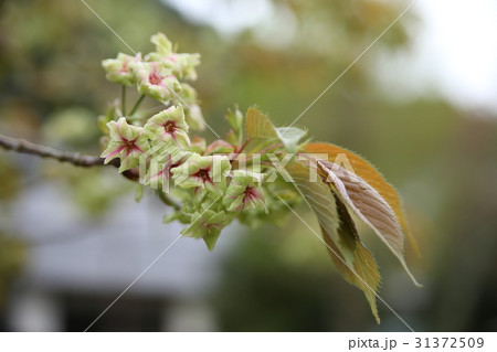 緑色の桜 緑色の桜 31372509