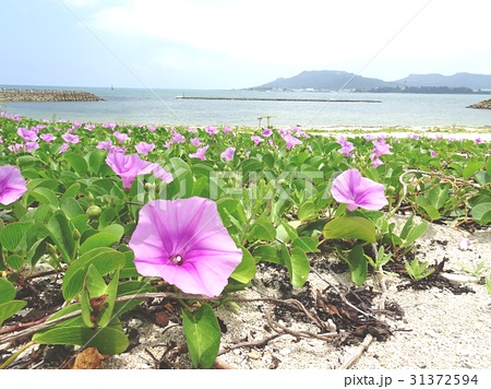 沖縄の海岸に咲く花 グンバイヒルガオ の写真素材